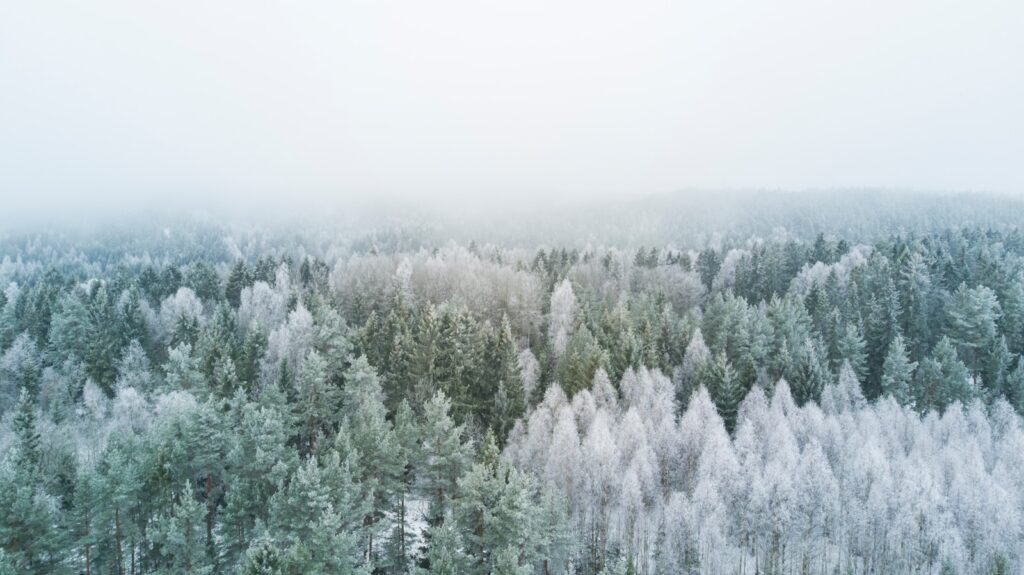 bird's eye view photography of pine trees during winter